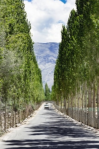 Road with trees on both sides in Pakistan photo