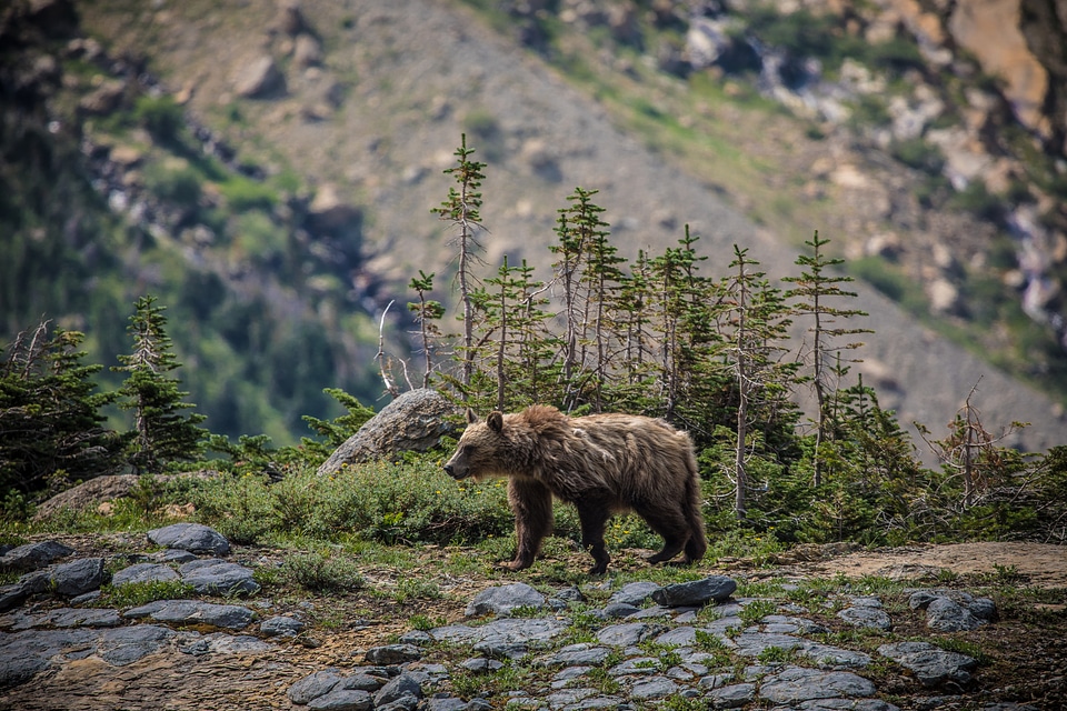 Grizzly bear in the vast wilderness