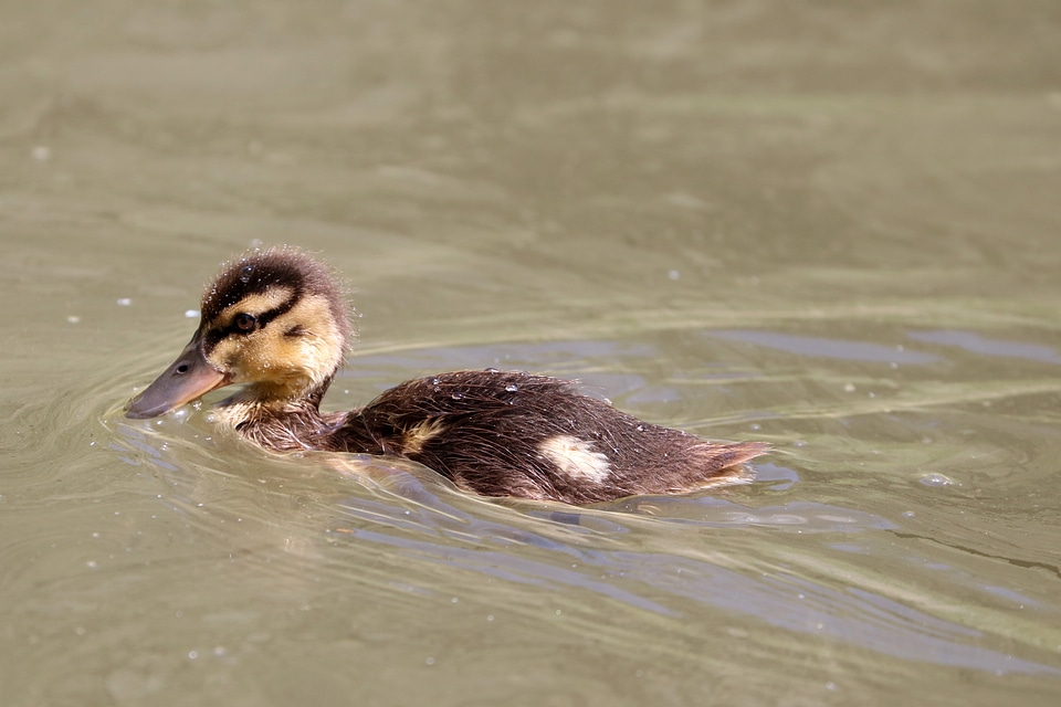 Duckling swimming through the water