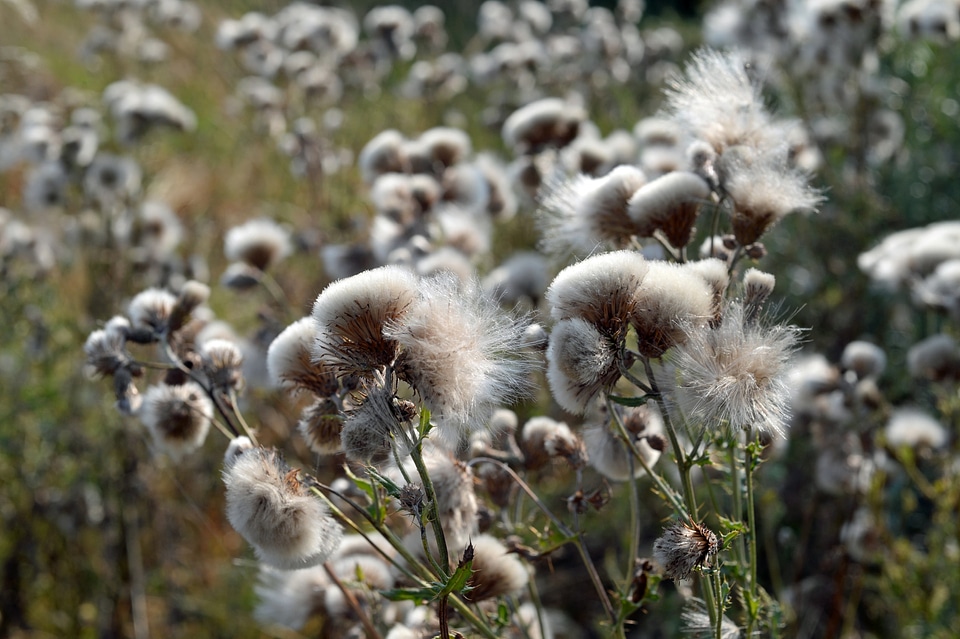 Thistles and flowers in the field