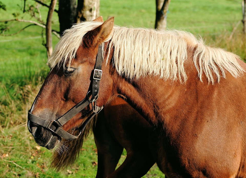 Halter pasture horse head