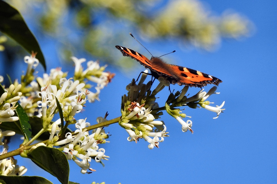 Butterfly on the Flowers
