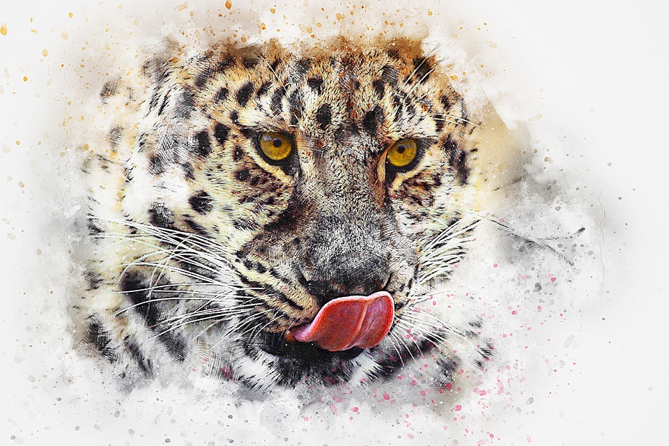 Leopard licking its lips