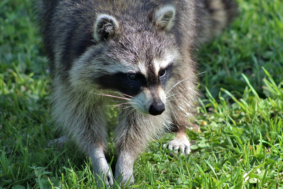 Raccoon looking for food
