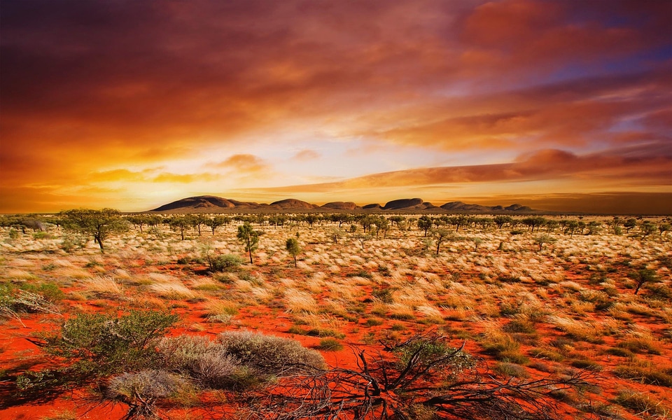 Red Sky and landscape with desert grass and plants
