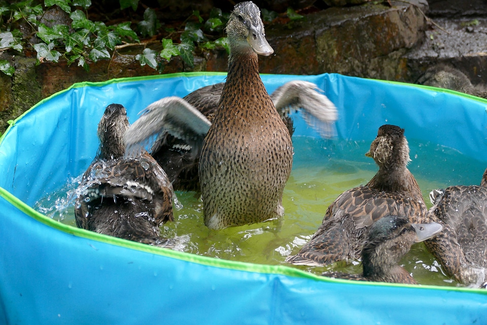 Duck and Ducklings in the pool photo