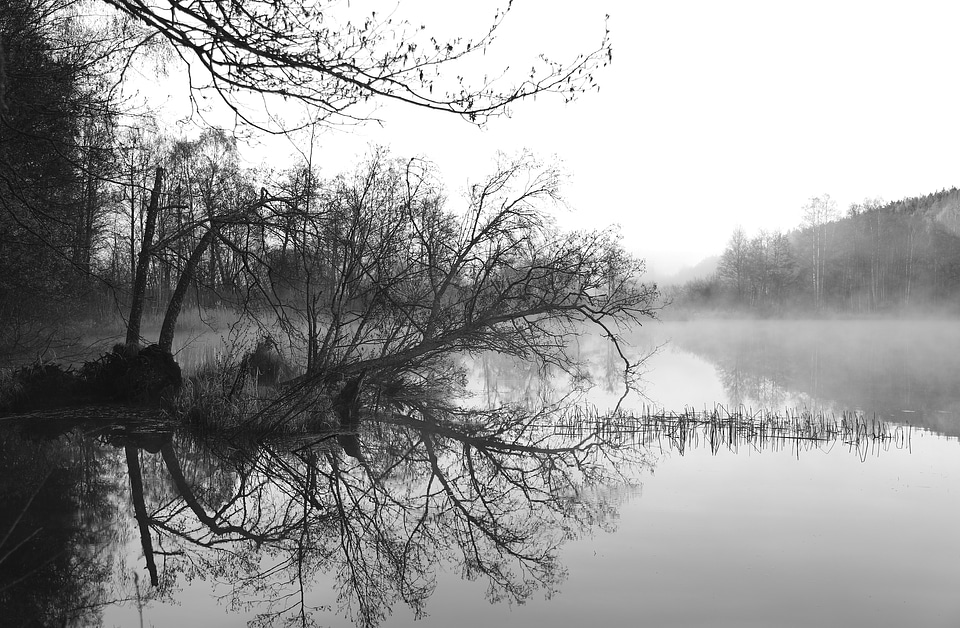 Morning tree black and white