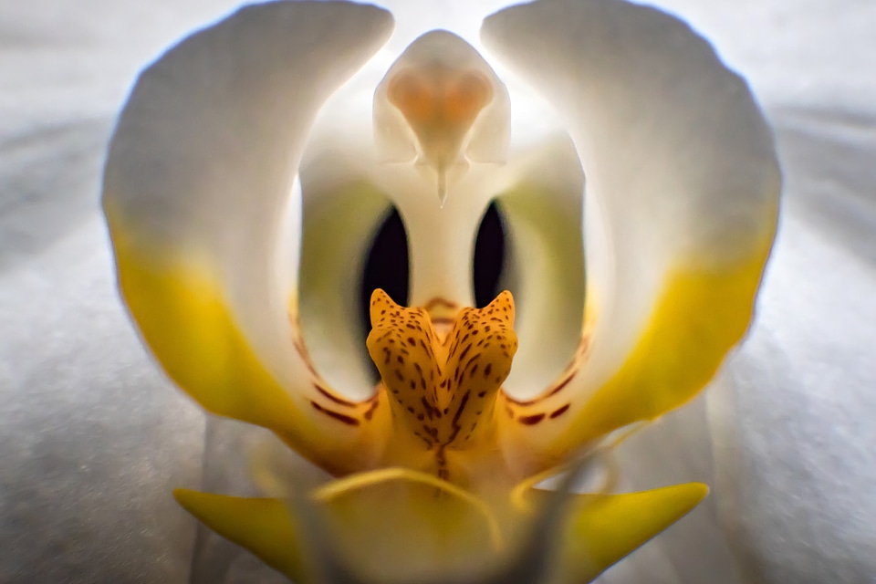 Inside of Orchid Flower