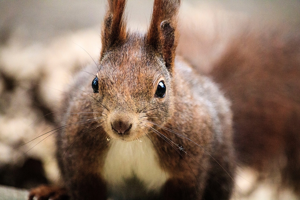 Squirrel with long ears
