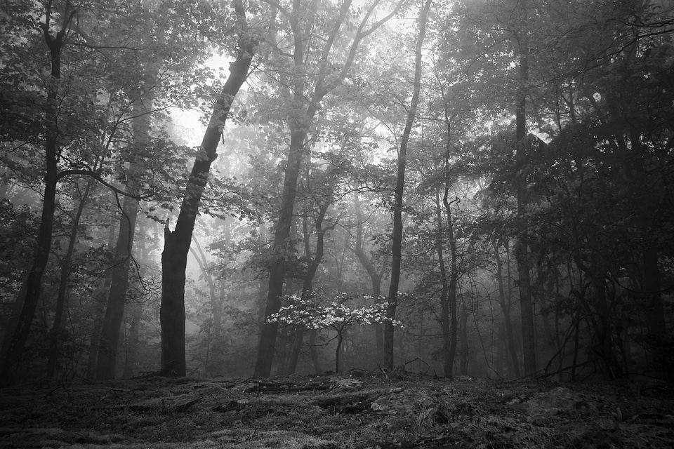 Misty forest with Dogwood Tree