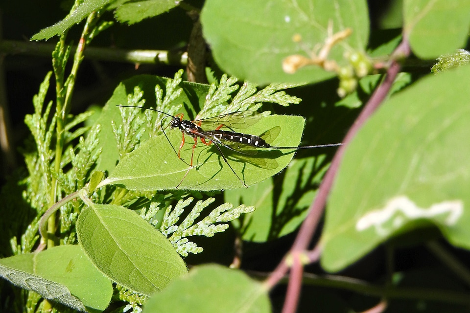 Sabre Wasp on Leaf