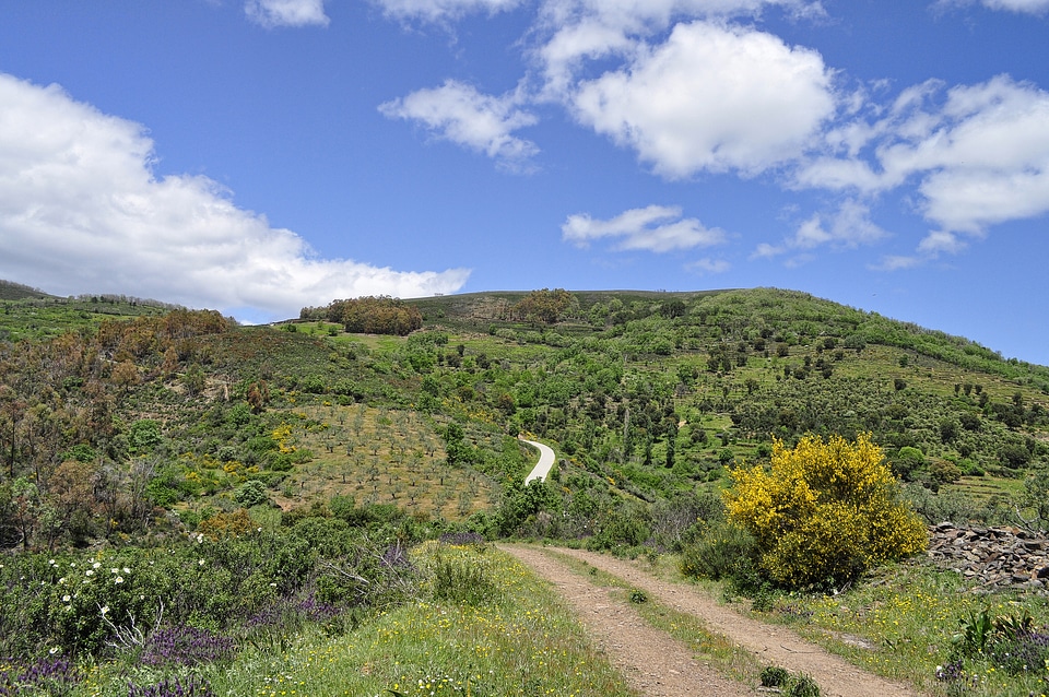 Olive Trees fields landscape under the skies photo