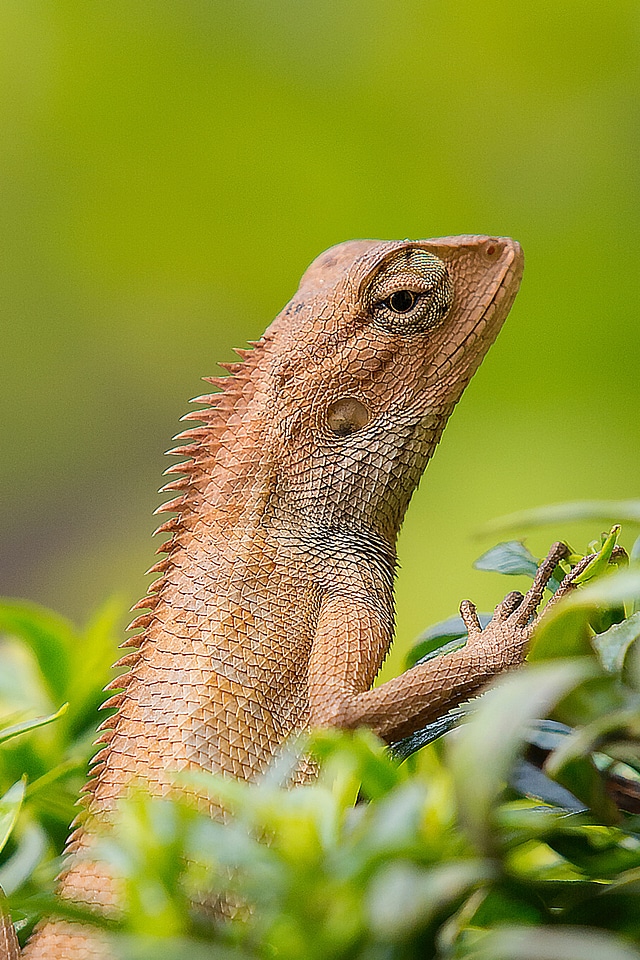 Brown Lizard Close Up photo