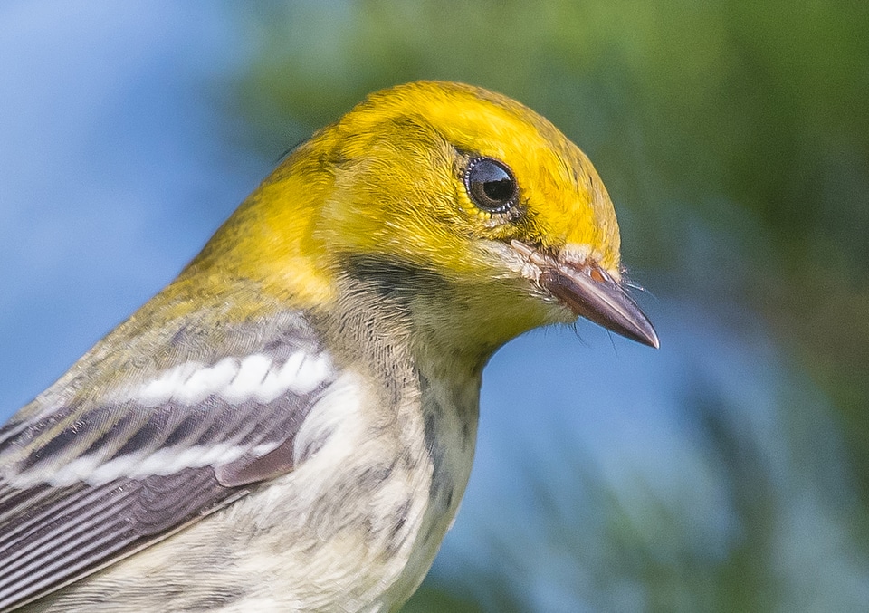 Black Throated Green Warbler portrait