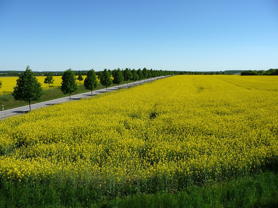 Roadway by the yellow flowers