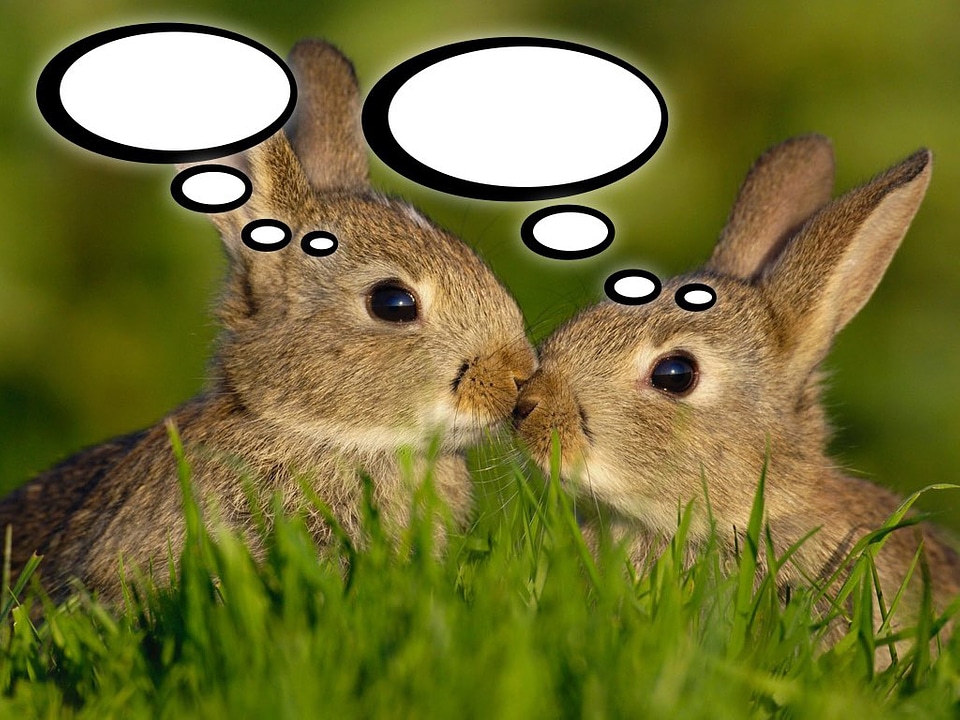 Bunnies with thought bubbles
