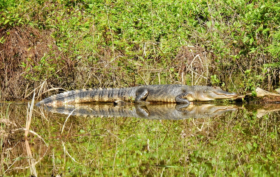 Alligator and reflection on the bank