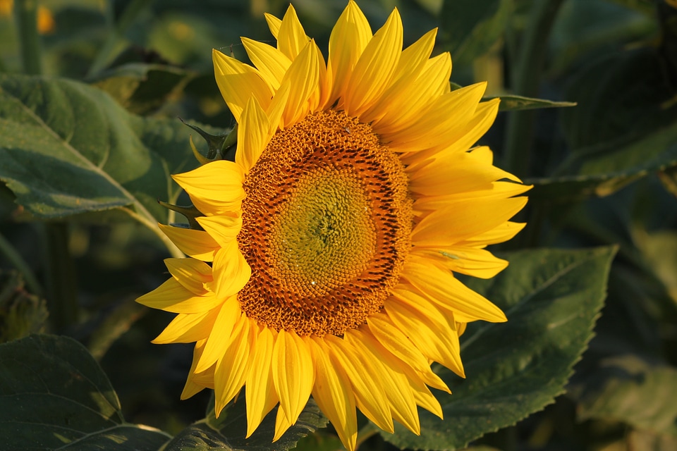 Yellow plant helianthus annuus