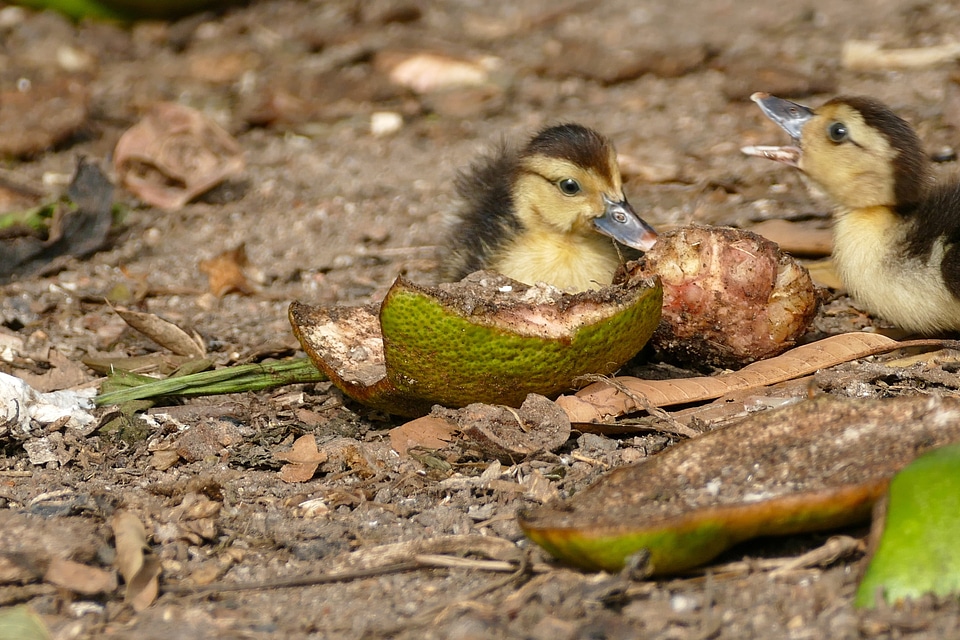Ducklings feeding on fruit