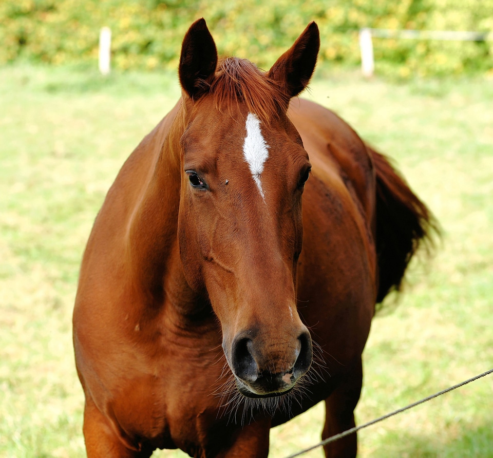 Equestrian pasture horse head