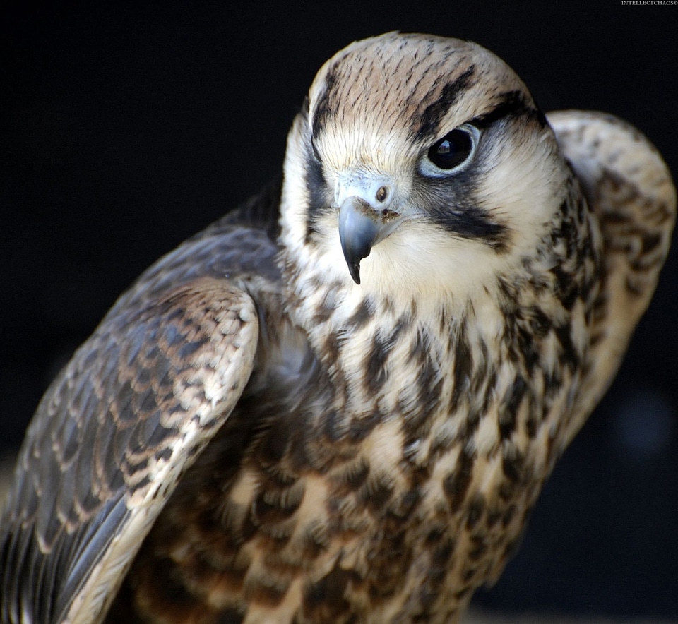 Close up shot of a Falcon