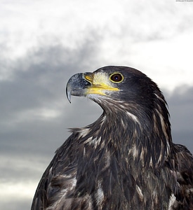Close-up of eagle head