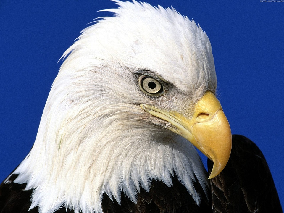 Bald Eagle Headshot