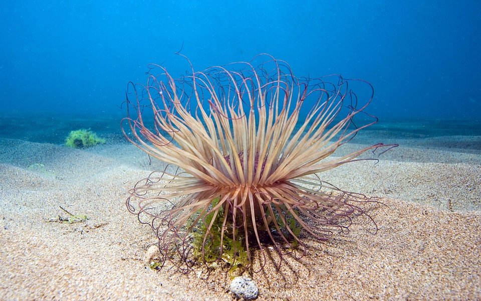 Tube anemone (Cerianthus filiformis) in the ocean