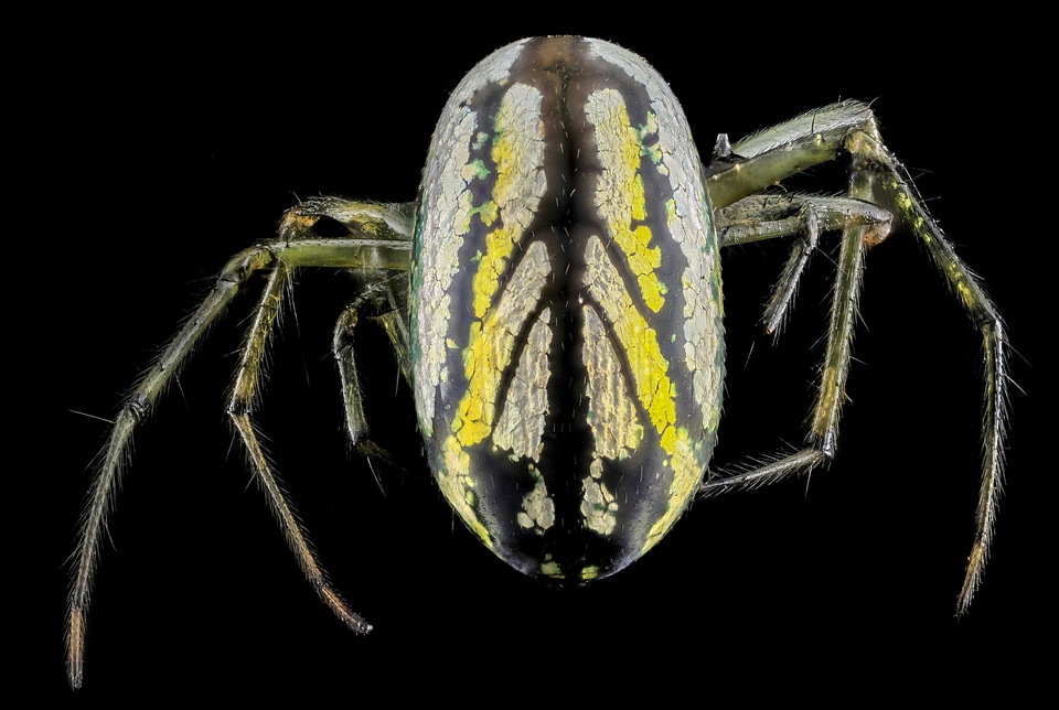 Leucauge venusta , Orchard Orb Weaver