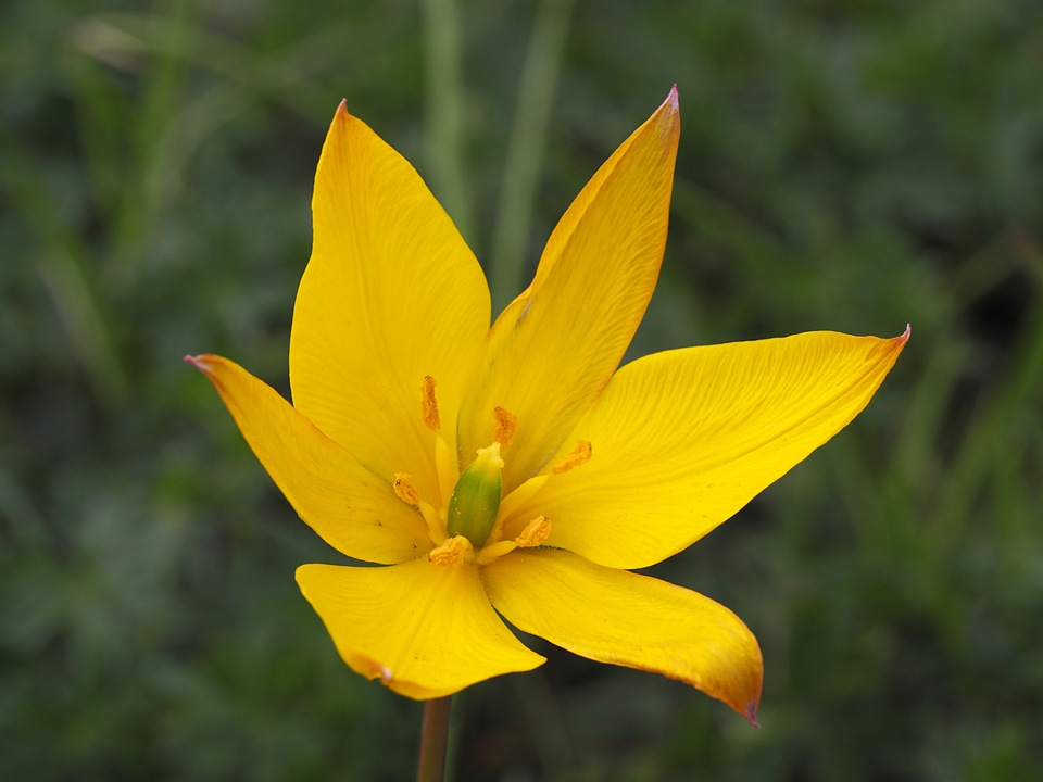 Yellow flower