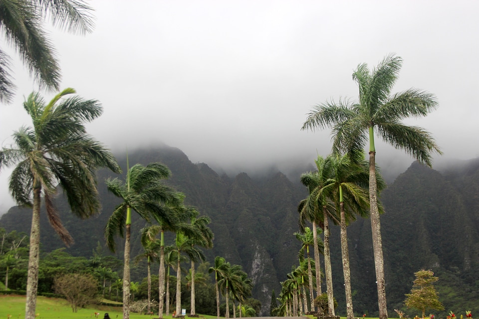 Foggy day in Tropical Hawaii