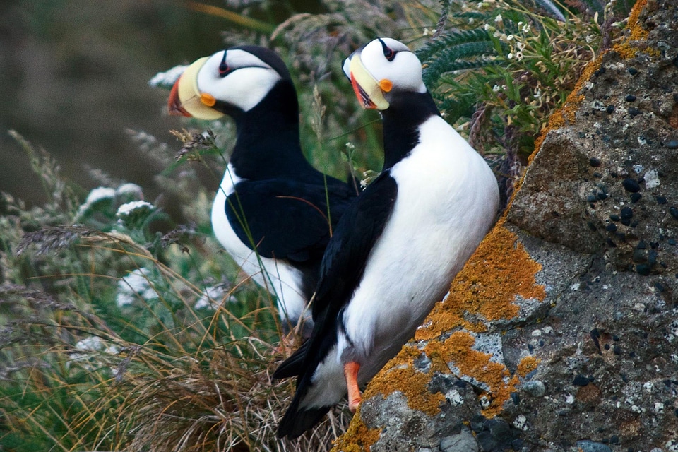 Horned Puffins at Lake Clark National Park