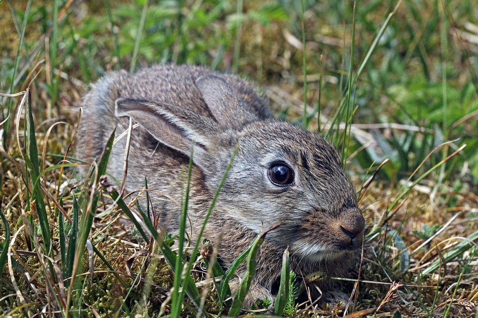 Bunny crouching in grass