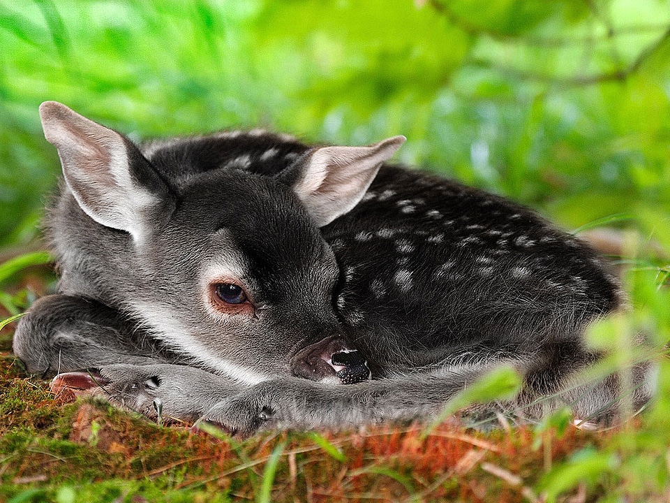 Baby Fawn curled up on the ground