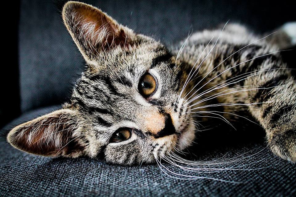 Cat with Whiskers lying down