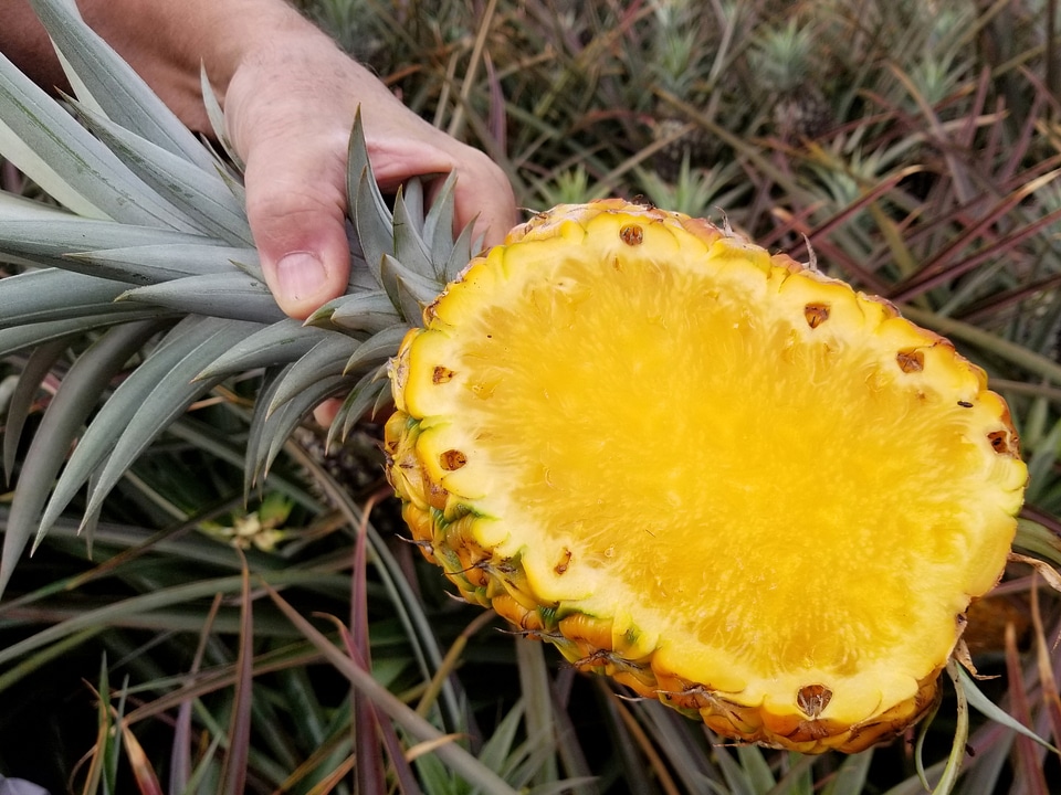 Half split Pineapple