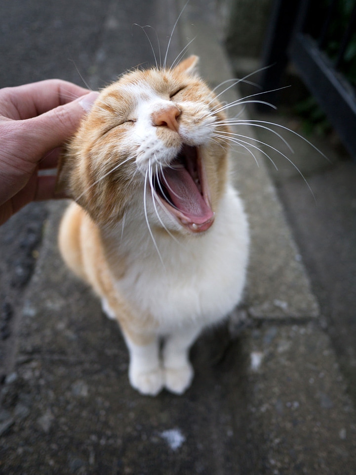 Cat Yawning while being pet