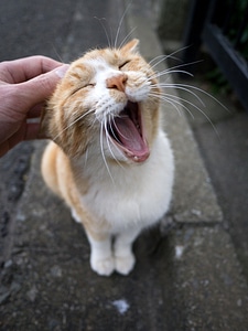 Cat Yawning while being pet photo