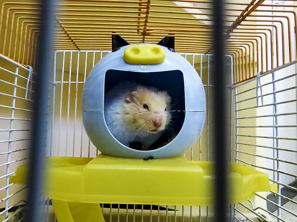 Hamster in hamster ball