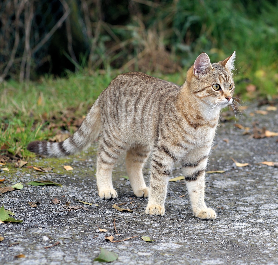 Domestic cat felidae mackerel