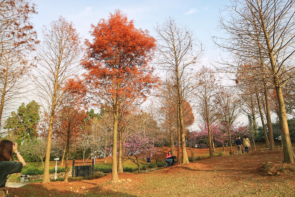Colorful Trees and Landscape in Park