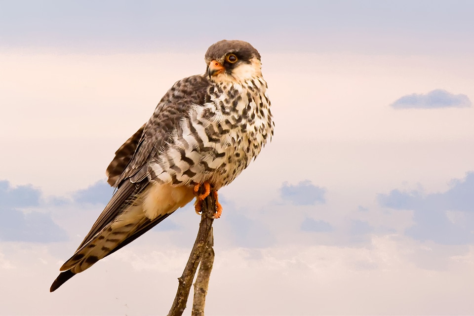 Small Bird of Prey perched on sticks