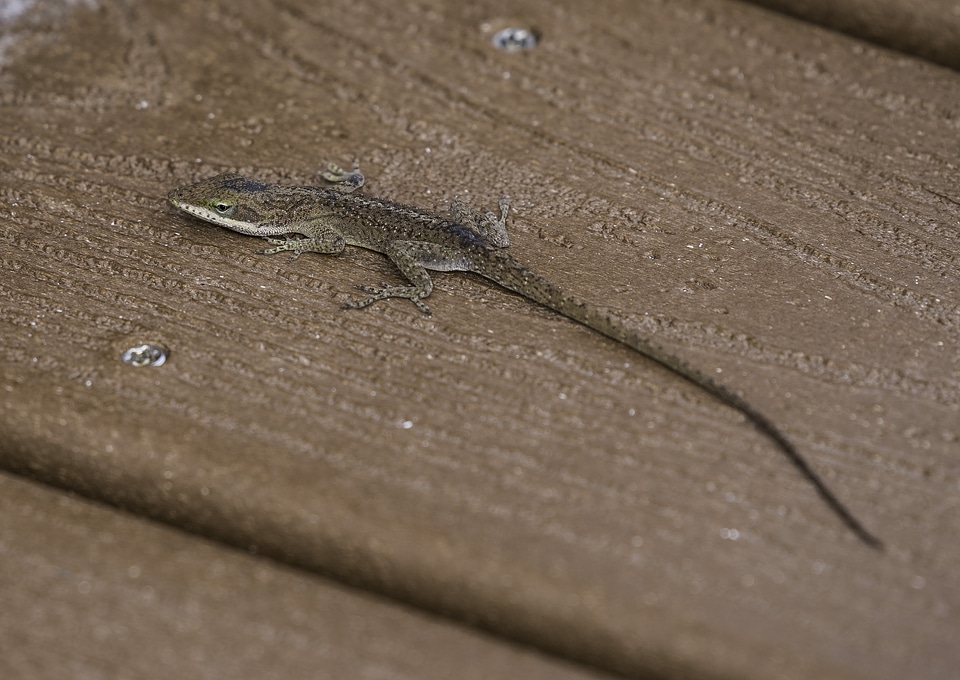 Brown Anole on the Boardwalk