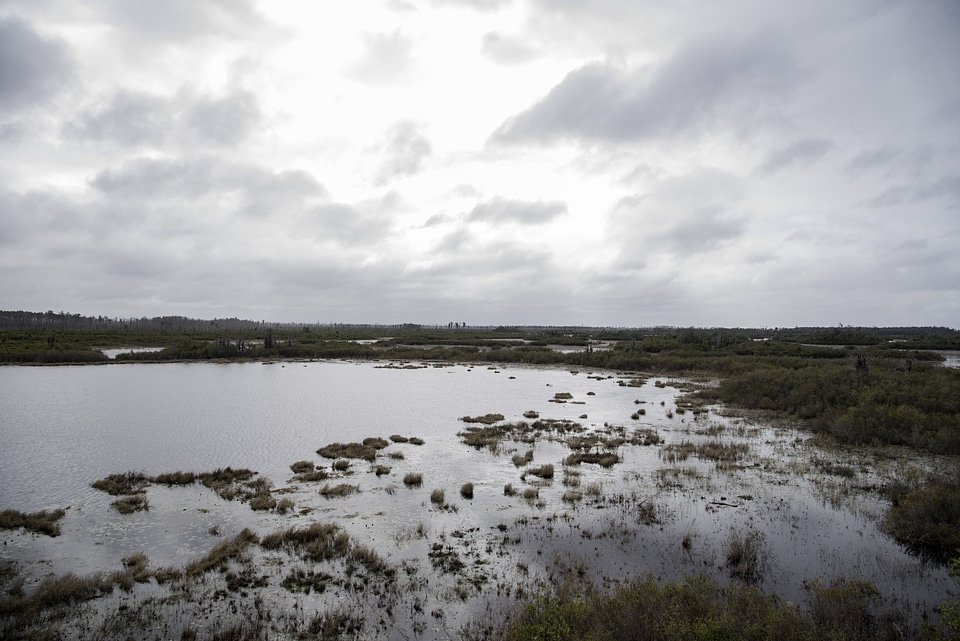 Swampy Landscape along the Chesser Island Boardwalk