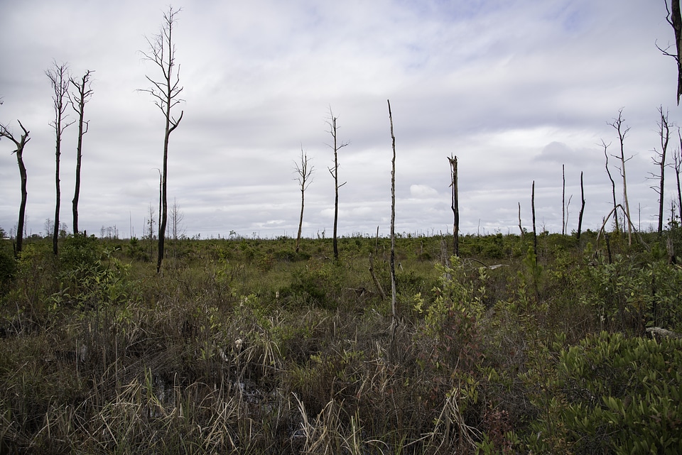 Stripped Tree landscape at Okefenokee National Wildlife Refuge