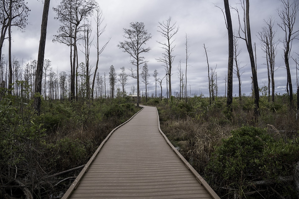 Boardwalk into the swamp in Okefenokee National Wildlife Refuge