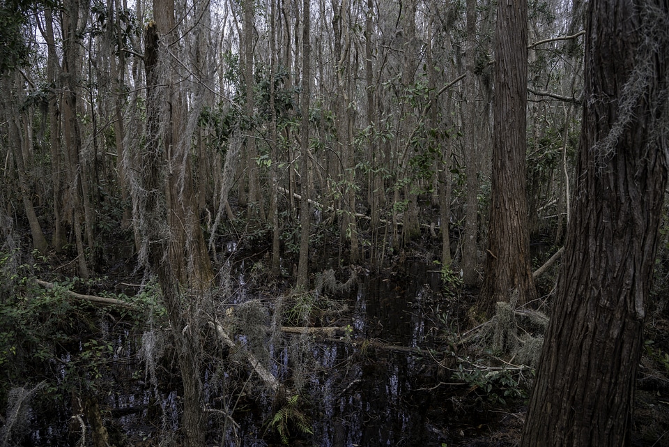 Swamp and Marsh Trees in Okefenokee National Wildlife Refuge