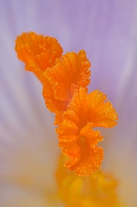 Violet flower macro