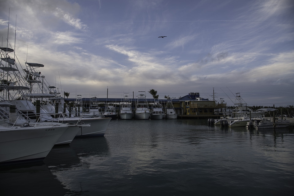 Boats at the Harbor with pelican in the air