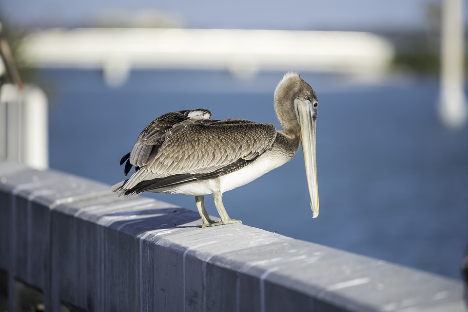Pelican standing on the rail
